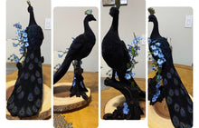 VELVET PEACOCK